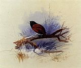 Archibald Thorburn Wall Art - A Nepalese black headed nun in the branch of a tree